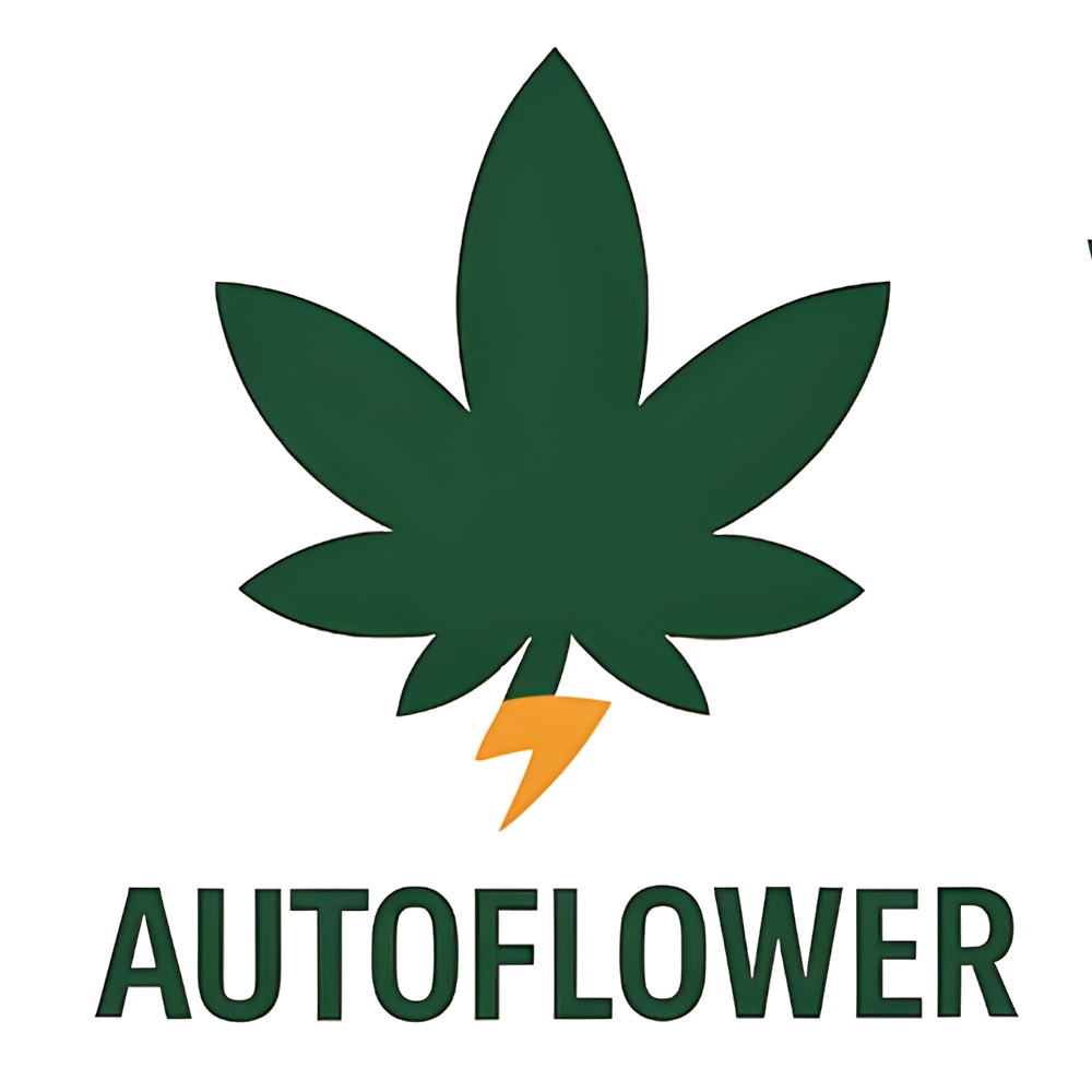 Amnesia Auto Feminised Seeds
