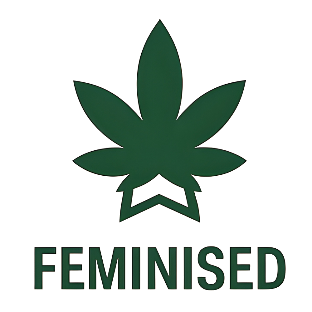 Gorilla Feminised Seeds